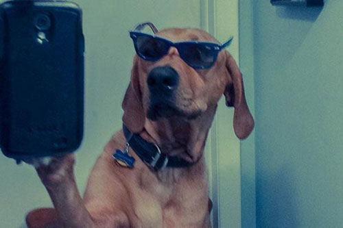 动物们的逗比自拍搞笑图集(28)