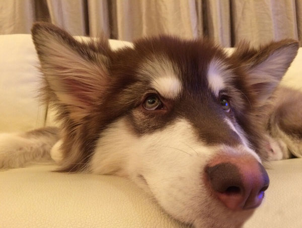 王思聪爱犬王可可是个碧池图集(14)