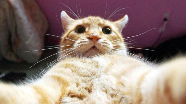 动物们的逗比自拍搞笑图集(31)