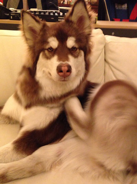 王思聪爱犬王可可是个碧池图集(10)