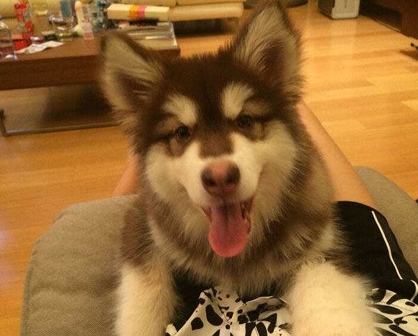 王思聪爱犬王可可是个碧池图集(19)