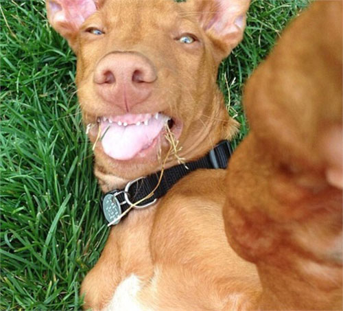 动物们的逗比自拍搞笑图集(15)