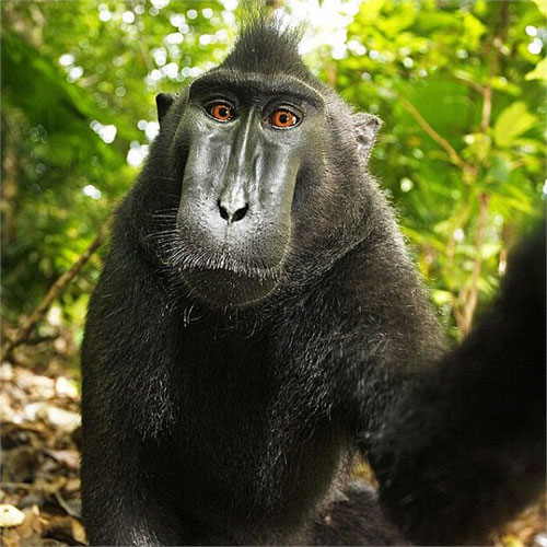 动物们的逗比自拍搞笑图集(16)