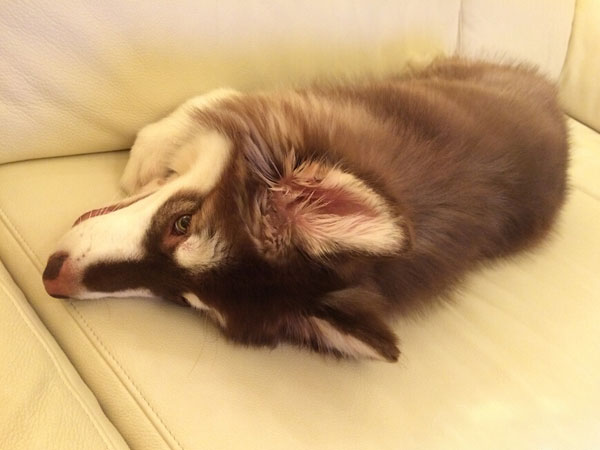 王思聪爱犬王可可是个碧池图集(16)