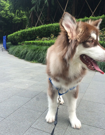 王思聪爱犬王可可是个碧池图集(23)