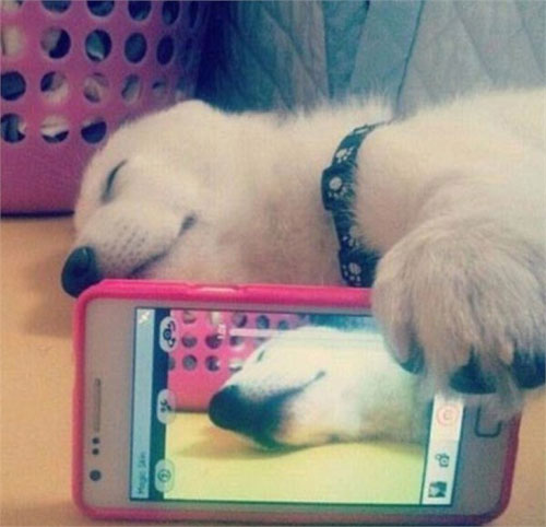 动物们的逗比自拍搞笑图集(24)