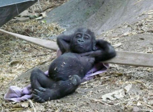 全球趣图精选第62弹(8)