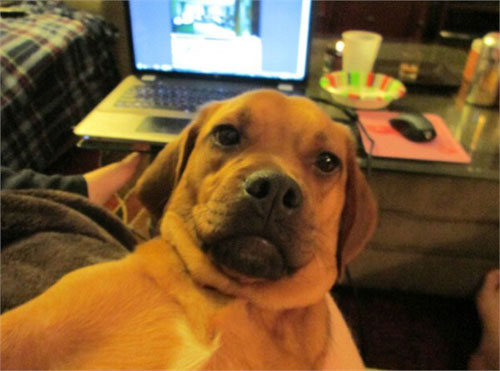 动物们的逗比自拍搞笑图集(29)