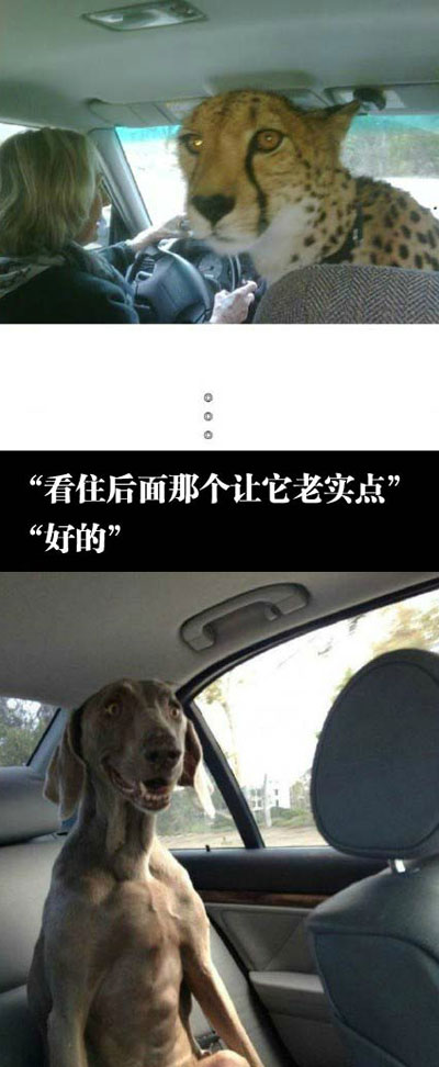 全球趣图精选第61弹(10)