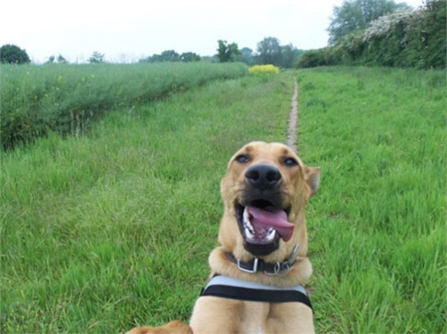 动物们的逗比自拍搞笑图集(25)