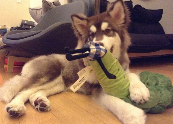 王思聪爱犬王可可是个碧池图集(22)