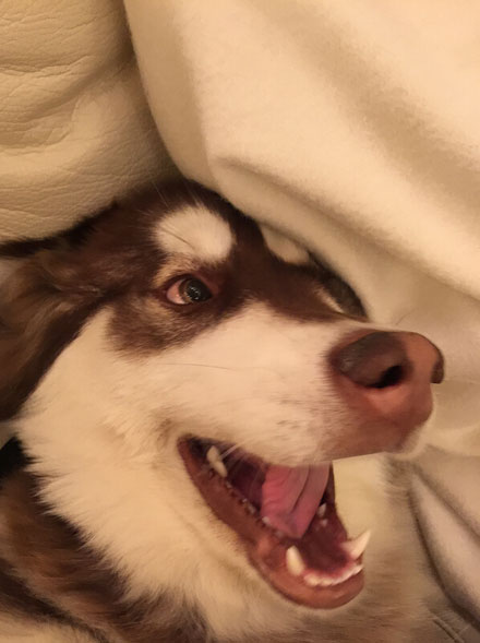 王思聪爱犬王可可是个碧池图集(11)