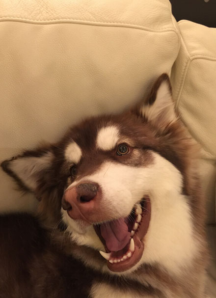 王思聪爱犬王可可是个碧池图集(17)