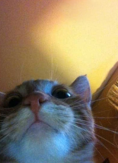 动物们的逗比自拍搞笑图集(23)