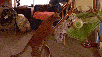 萌娃与保姆版喵星人搞笑GIF(5)