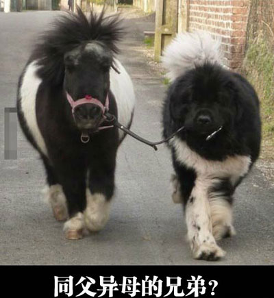 全球趣图精选第61弹(22)