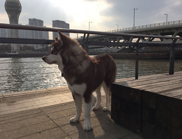 王思聪爱犬王可可是个碧池图集(8)