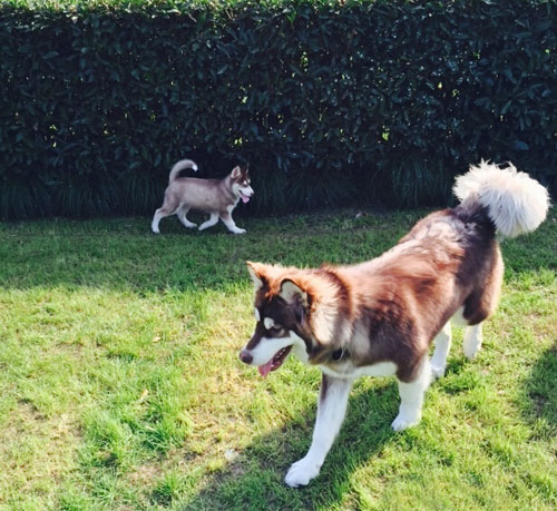 王思聪爱犬王可可是个碧池图集(7)