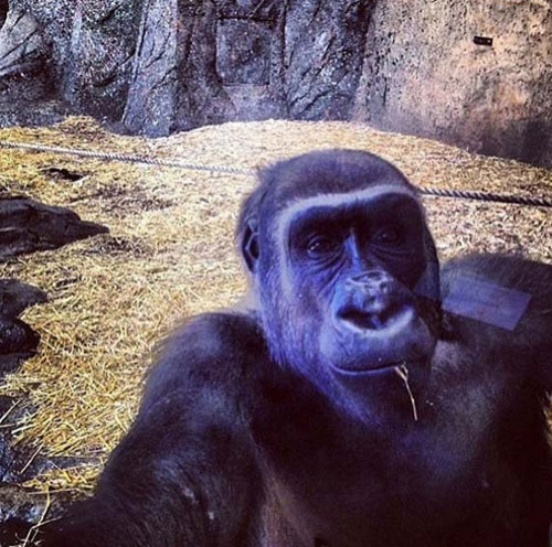 动物们的逗比自拍搞笑图集(5)