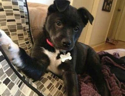 动物们的逗比自拍搞笑图集(21)