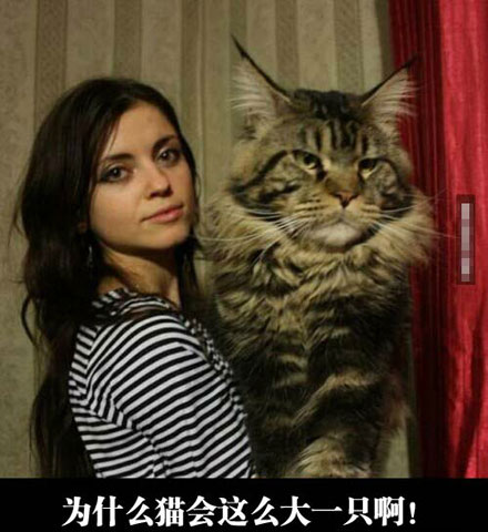 全球趣图精选第61弹(18)