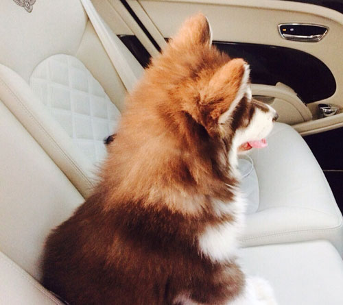 王思聪爱犬王可可是个碧池图集(3)