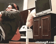 逗比萌宠的坑爹日常搞笑GIF(6)