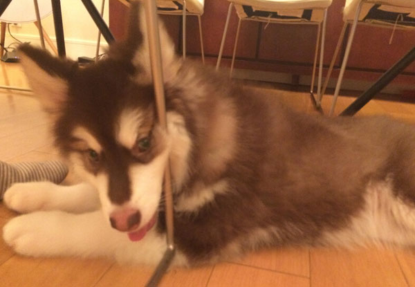 王思聪爱犬王可可是个碧池图集(21)