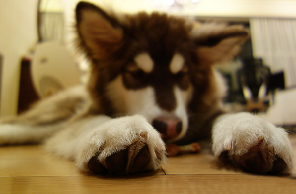 王思聪爱犬王可可是个碧池图集(12)