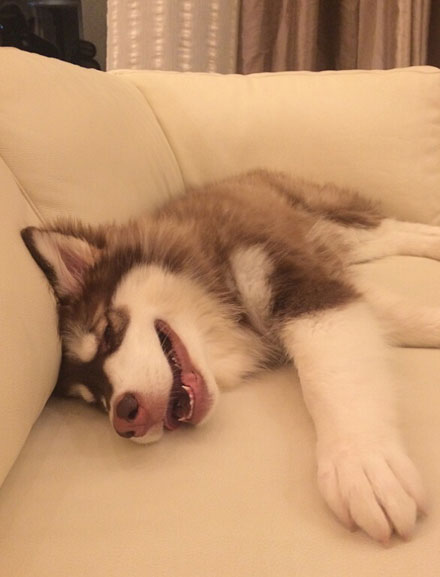 王思聪爱犬王可可是个碧池图集(13)