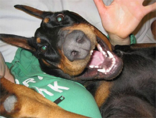 动物们的逗比自拍搞笑图集(10)