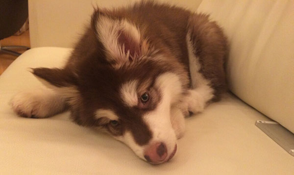 王思聪爱犬王可可是个碧池图集(20)