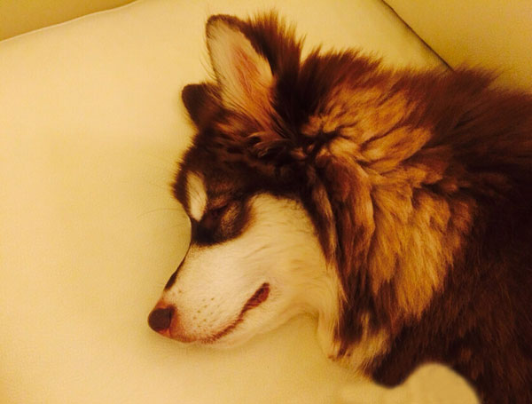 王思聪爱犬王可可是个碧池图集(15)