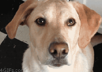 囧雷傻缺GIF图系列139(3)