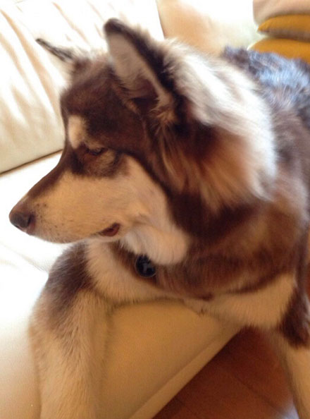 王思聪爱犬王可可是个碧池图集(24)