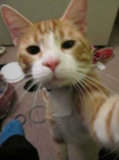 动物们的逗比自拍搞笑图集(22)