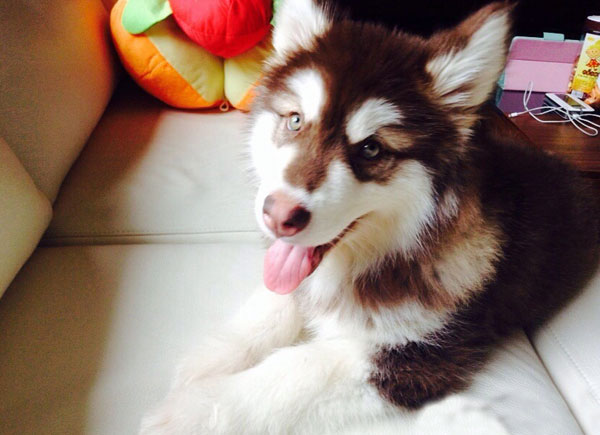 王思聪爱犬王可可是个碧池图集(6)