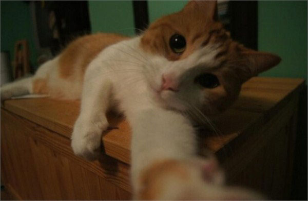 动物们的逗比自拍搞笑图集(33)