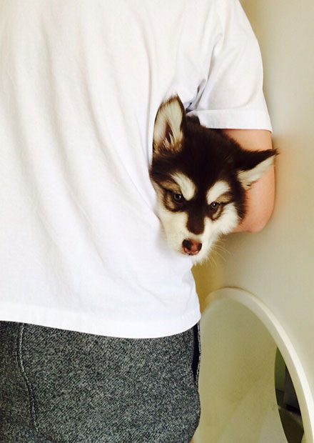 王思聪爱犬王可可是个碧池图集(2)