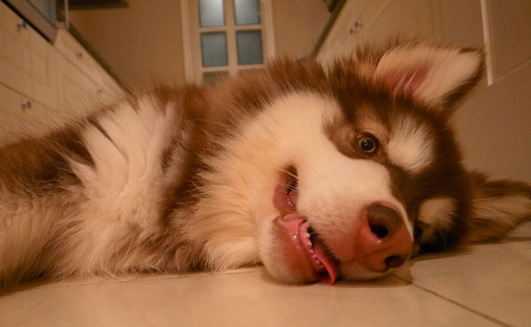 王思聪爱犬王可可是个碧池图集(18)