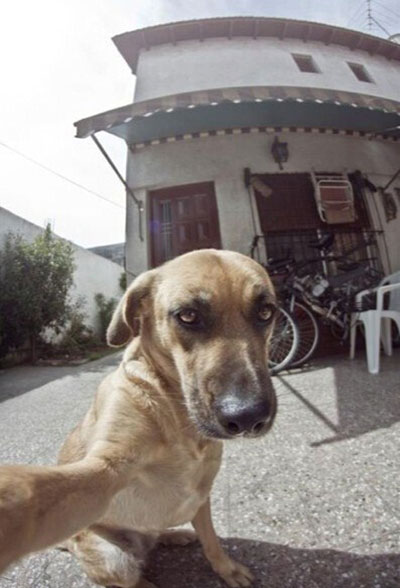 动物们的逗比自拍搞笑图集(19)