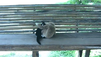 被其它萌宠调戏的喵星人搞笑GIF(13)