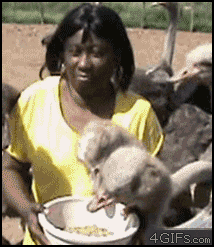 逗比萌宠的坑爹日常搞笑GIF(2)