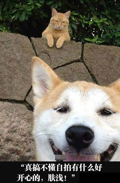 全球趣图精选第61弹(20)