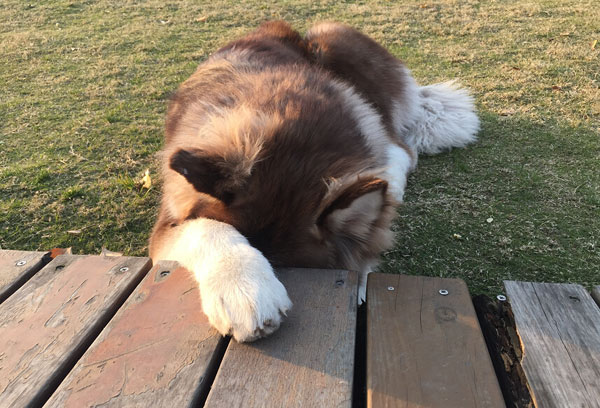 王思聪爱犬王可可是个碧池图集(9)