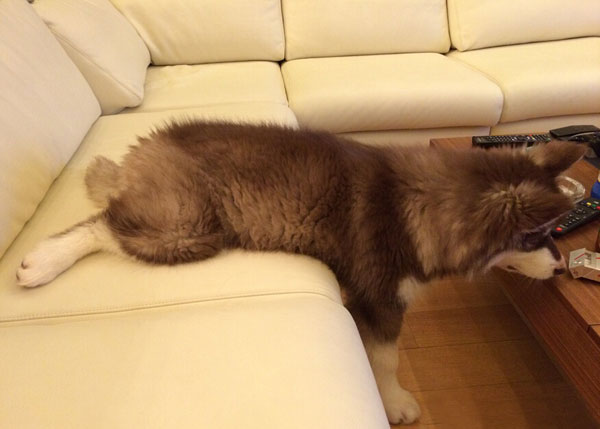 王思聪爱犬王可可是个碧池图集(25)