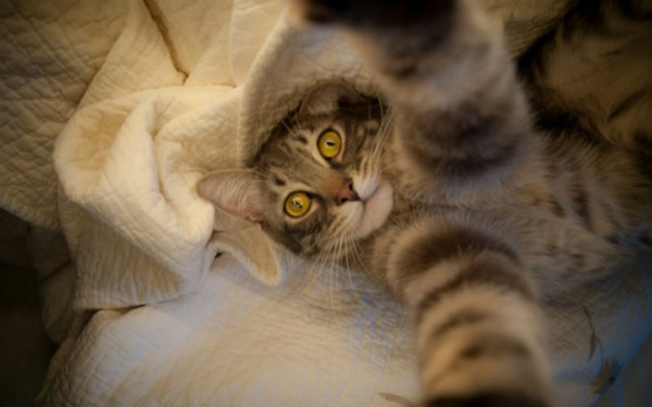 动物们的逗比自拍搞笑图集(11)