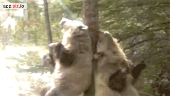 囧雷傻缺GIF图系列140(8)