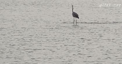 囧雷傻缺GIF图系列141(13)