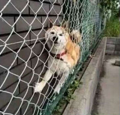 全球趣图精选第63弹(6)